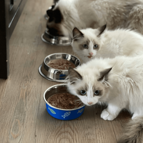 Какая аллергия бывает у кошек