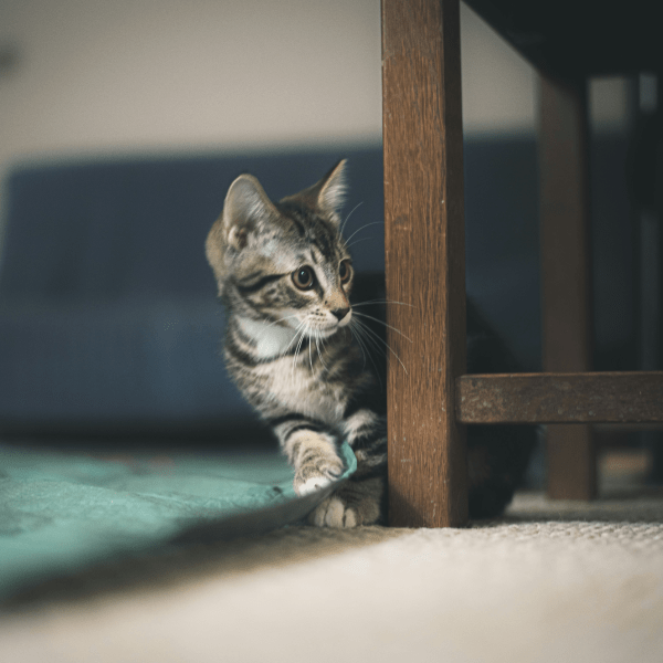 Как отучить котенка драть мебель