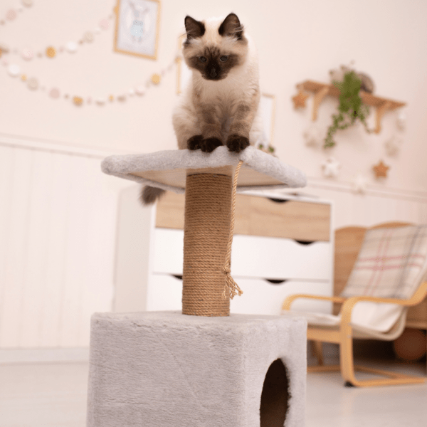 Как отучить котенка драть мебель