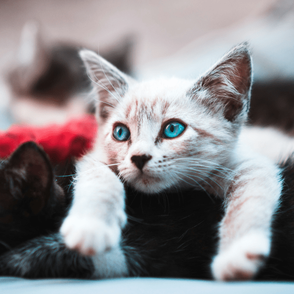 Какая аллергия бывает у кошек