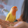 Можно ли попугаям ветки