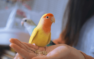 Можно ли попугаям ветки