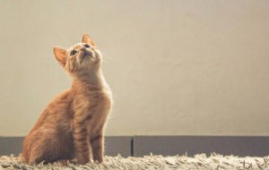 Дрессировка без стресса: как научить кошку основным командам