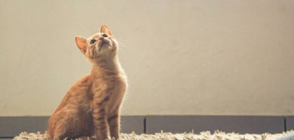 Дрессировка без стресса: как научить кошку основным командам