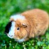 Можно ли морским свинкам помидоры