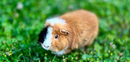Можно ли морским свинкам помидоры