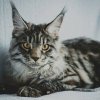 Кого чаще всего заводят в качестве домашних животных в мире
