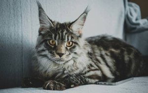 Кого чаще всего заводят в качестве домашних животных в мире