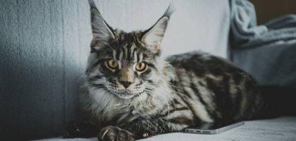 Кого чаще всего заводят в качестве домашних животных в мире
