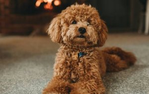 Кого чаще всего заводят в качестве домашних животных в России