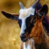 Козье молоко: польза и вред продукта для организма