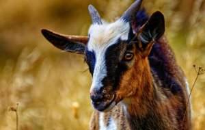 Козье молоко: польза и вред продукта для организма