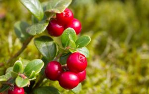 Как приготовить моченую бруснику на зиму в банках: рецепт в домашних условиях