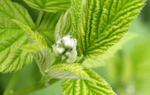 Что такое стевия и можно ли заменить ею сахар?