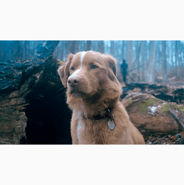 Что смотреть в кино на этой неделе: «Эддингтон», «Глазами пса», «Лермонтов»