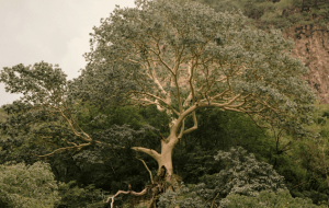 О чем поведает гороскоп друидов по дате рождения?