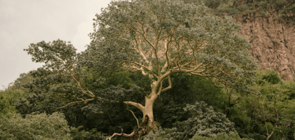 О чем поведает гороскоп друидов по дате рождения?