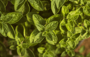 Куда добавляют орегано &#8212; в какие блюда?