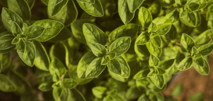 Куда добавляют орегано &#8212; в какие блюда?