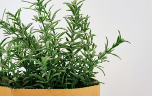 Куда добавляют розмарин, сушеный и свежий?