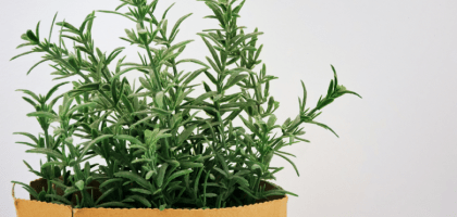 Куда добавляют розмарин, сушеный и свежий?