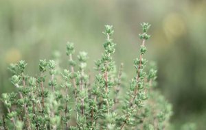 В какие блюда добавляют тимьян, сушеный и свежий?