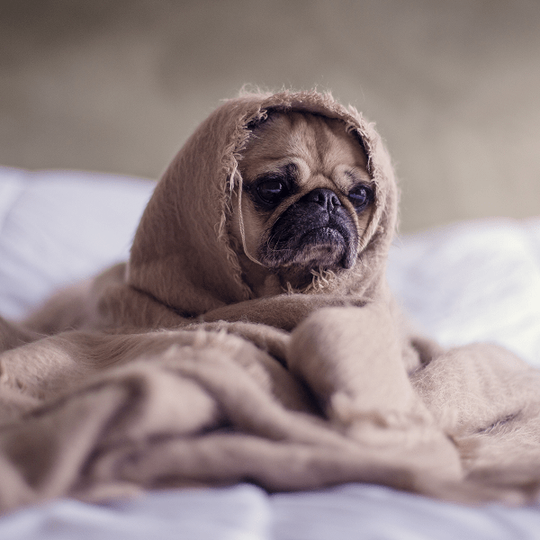 Новая жизнь