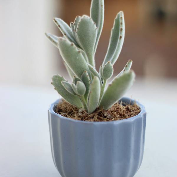 Подарки на новый год 2026