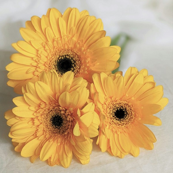 герберы на первое свидание