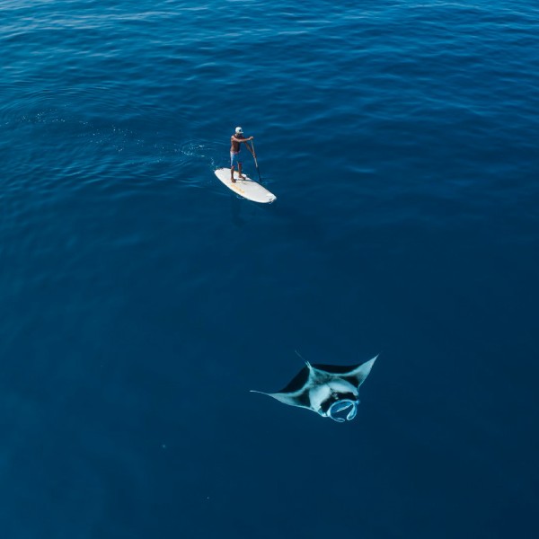 манта на Мальдивах