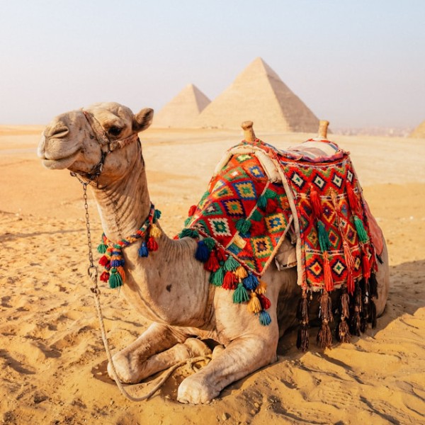 верблюд египет