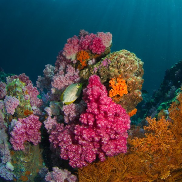 дайвинг таиланд