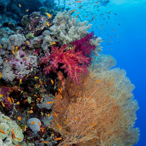 дайвинг апрель египет