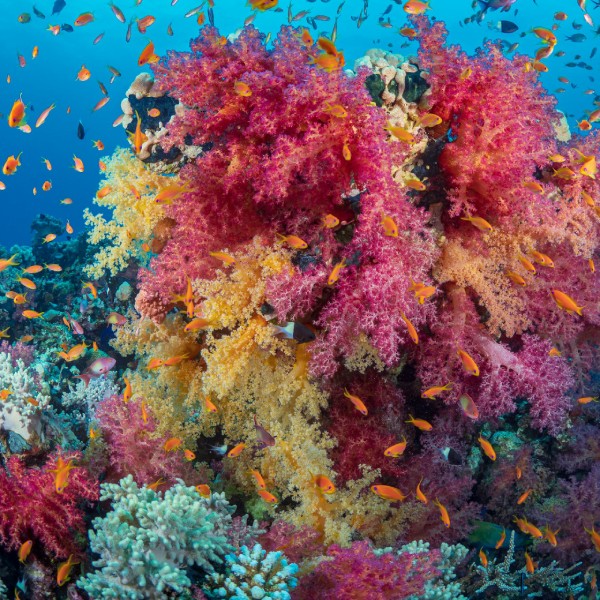 кораллы в египте