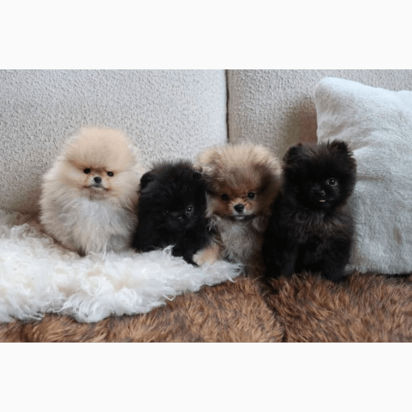 Экоактивисты раскритиковали Ким Кардашьян за подарки детям на Рождество