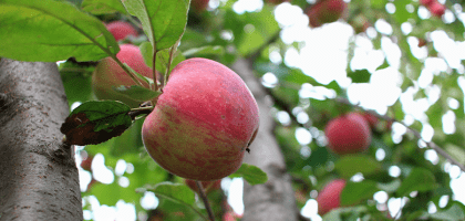 Яблоня