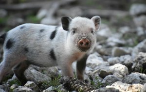 Декоративные поросята как домашние животные: особенности ухода и содержания