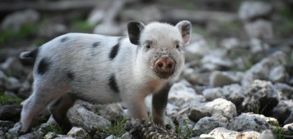 Декоративные поросята как домашние животные: особенности ухода и содержания