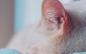 Как правильно ухаживать за ушами вашей кошки