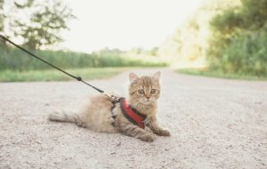 Как грамотно организовать поход с кошкой