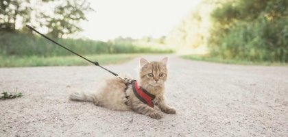 Как грамотно организовать поход с кошкой