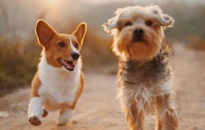 Как справиться с аллергией на собак