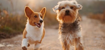 Как справиться с аллергией на собак