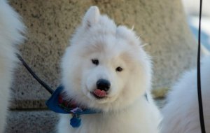 Как обеспечить здоровье вашей собаки