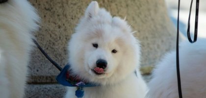 Как обеспечить здоровье вашей собаки