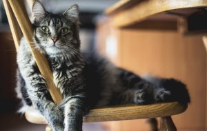 Как справиться с аллергией на кошек