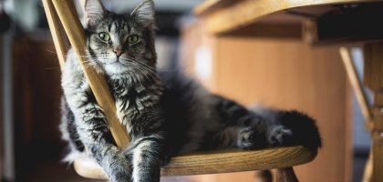 Как справиться с аллергией на кошек