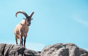 Что значит выражение «наставить рога»