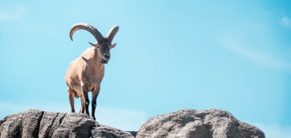 Что значит выражение «наставить рога»