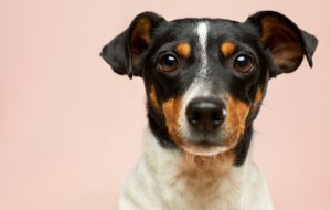 ТОП-5 мифов о собаках